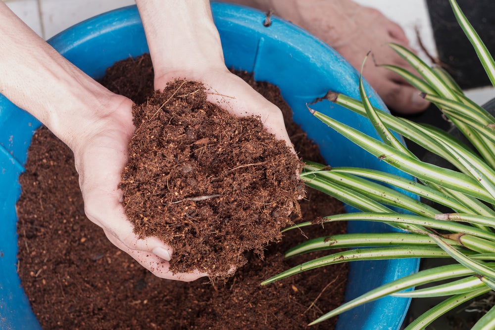 Hands,Mixing,Coconut,Coir,For,Planting