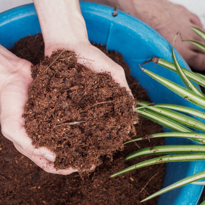 Hands,Mixing,Coconut,Coir,For,Planting