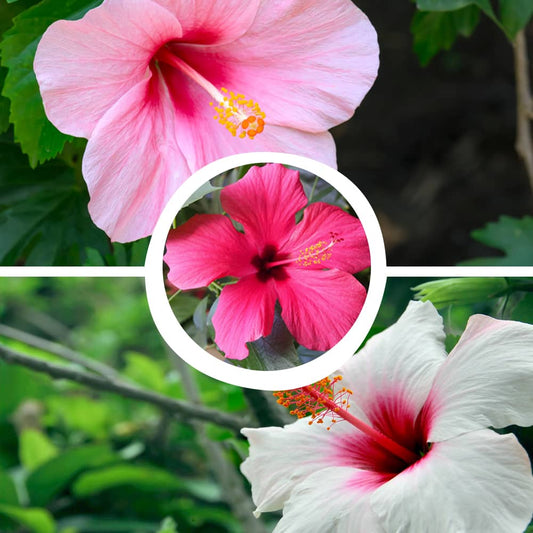 Hibiscus (Gudhal) Mix Flower Seeds