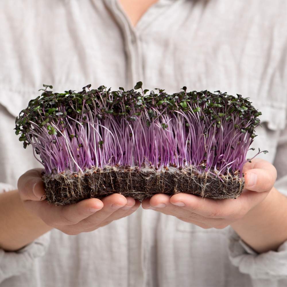 knol khol Purple Microgreen Seeds