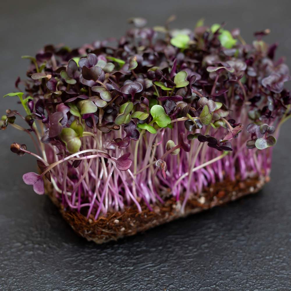 knol khol Purple Microgreen Seeds