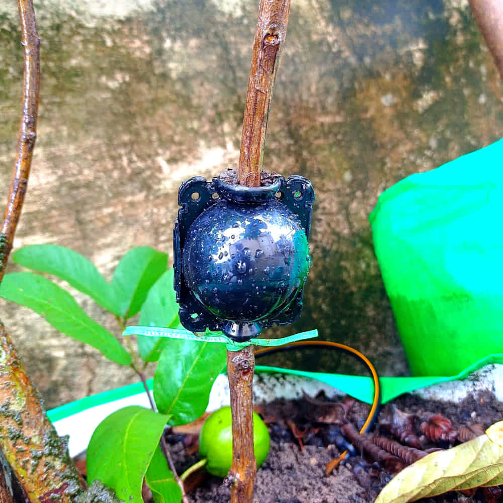 plant root ball guava