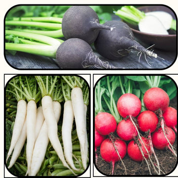 Radish Seeds Combo Pack (3 in One)