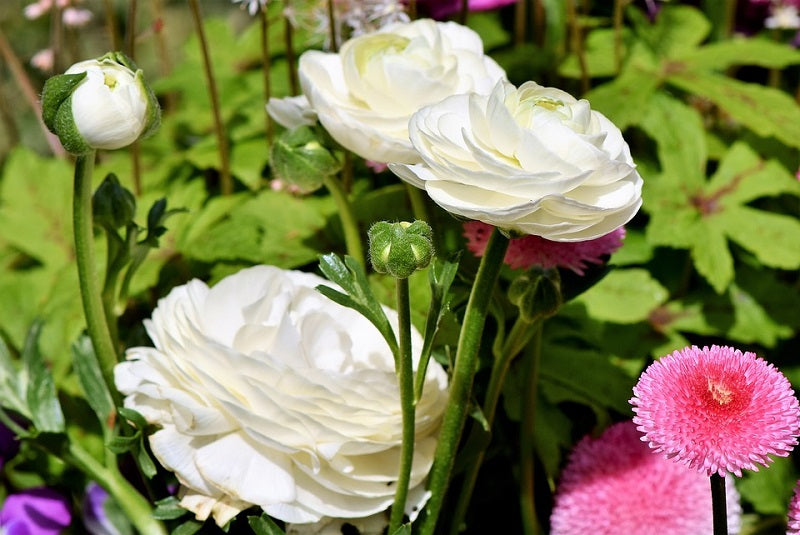 ranunculus-white color