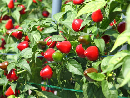 Ornamental Chilly Choice Round Mix