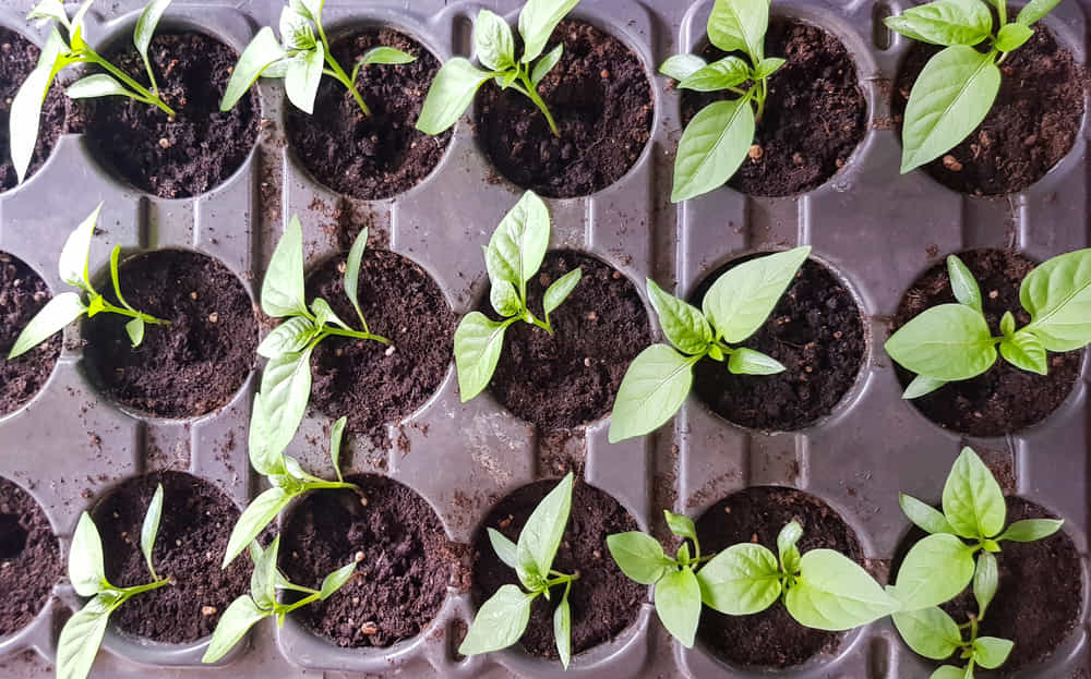 seedling tray chili