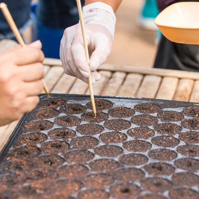 seedling tray with sowing new