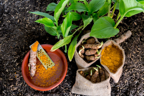 Small,Seedlings,And,Roots,Of,Turmeric,,Shredded,Turmeric,On,A