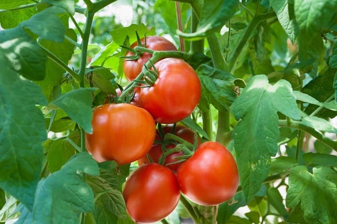 Best Vegetable Tomato To Grow In Small Garden In Hindi
