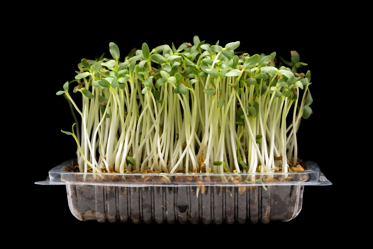 Fenugreek Microgreens Seeds