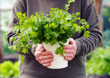 An,Elderly,Woman,Holds,A,Bunch,Of,Healthy,Cilantro,Herb
