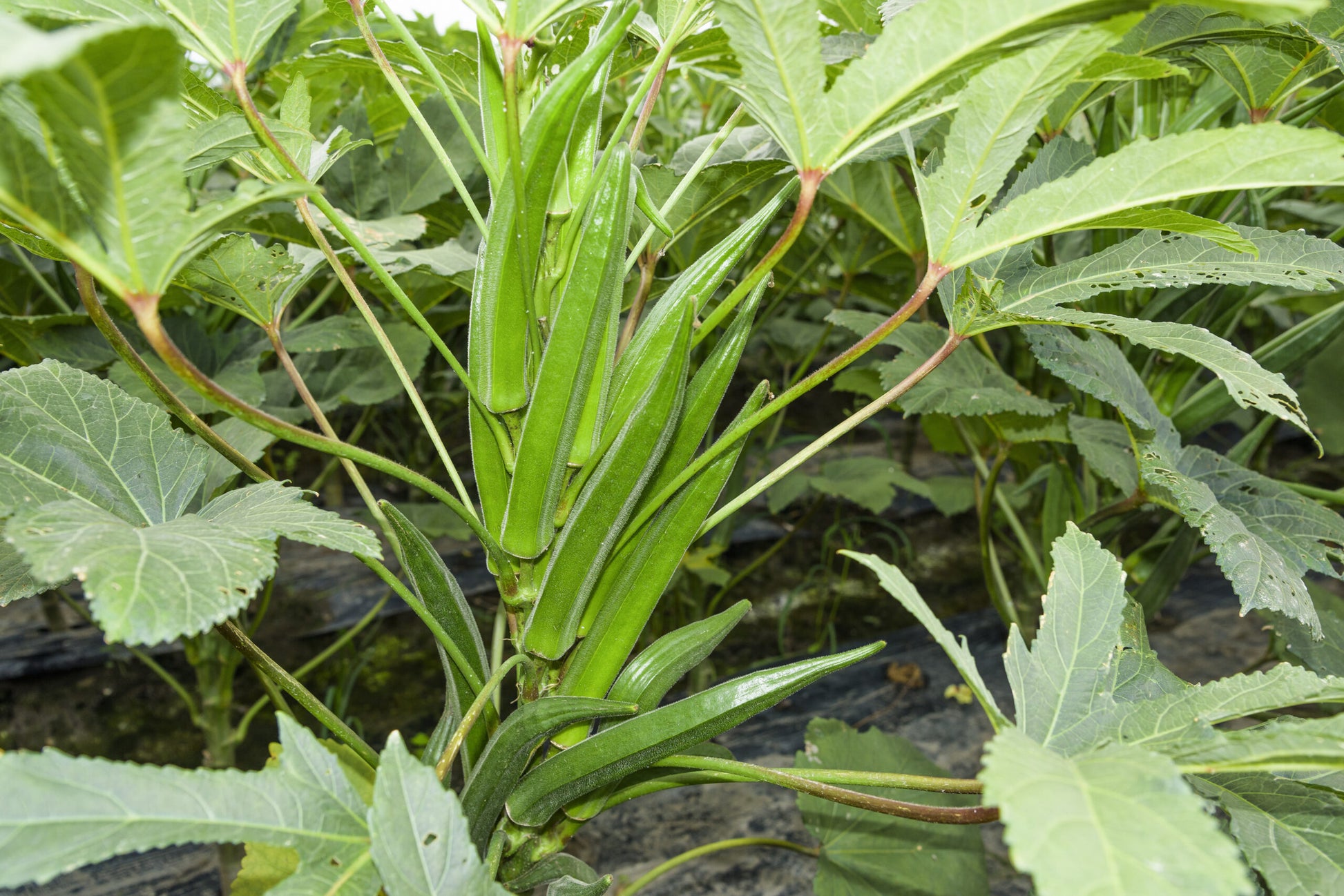 Untreated Okra or Lady Finger Seeds