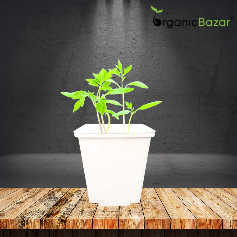 square nursery pot with tomato seedling