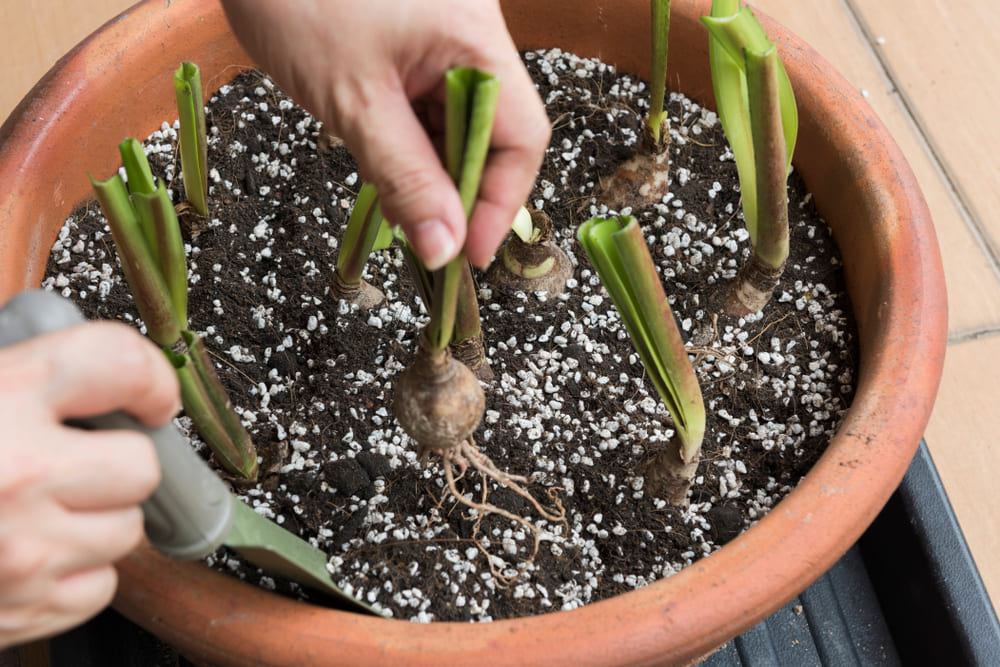 vermiculte planting