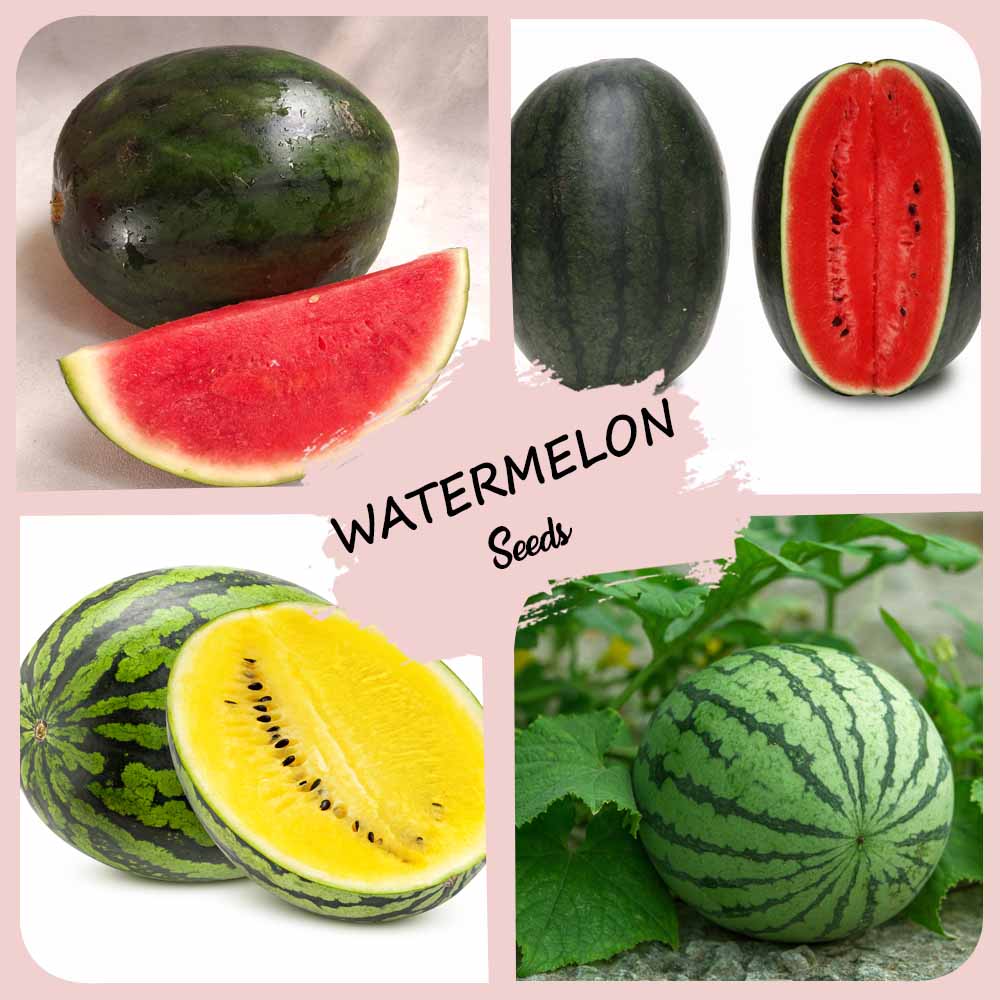 4 Different Varieties Watermelon Seeds Combo Pack
